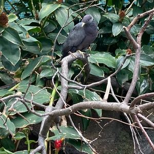 Meet your Posher, Jing